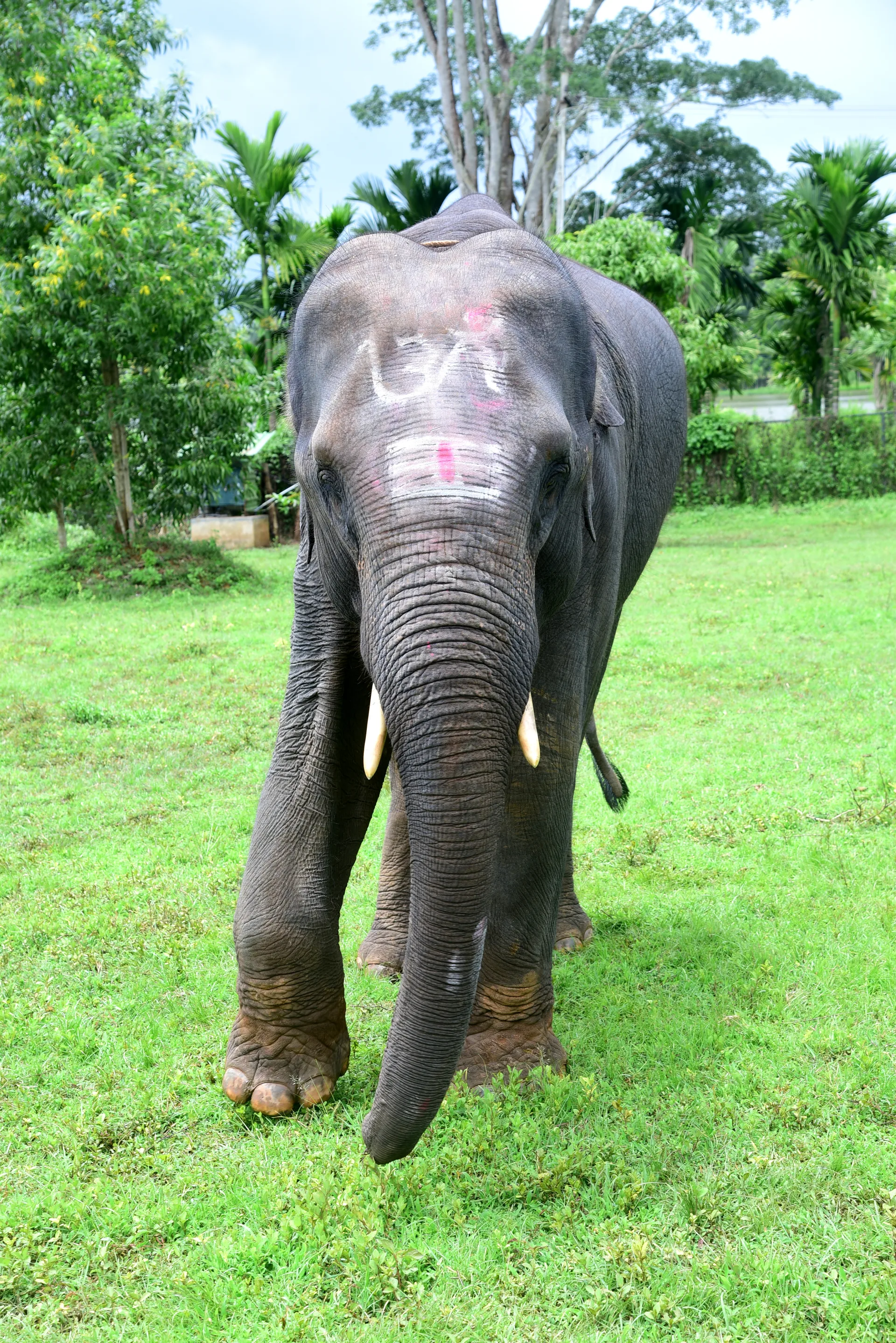 Airavatha — orphaned calf