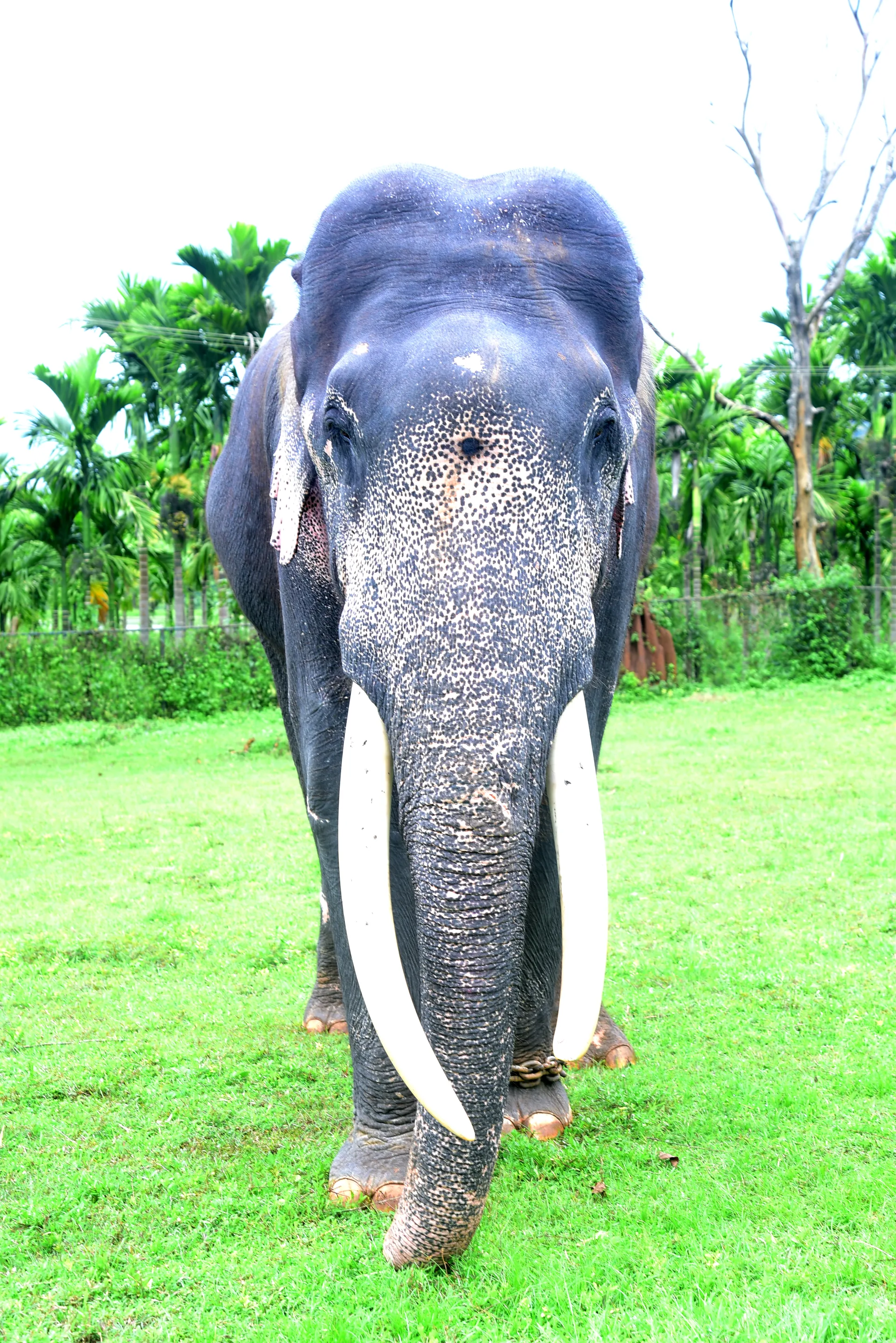 Ashwathaama