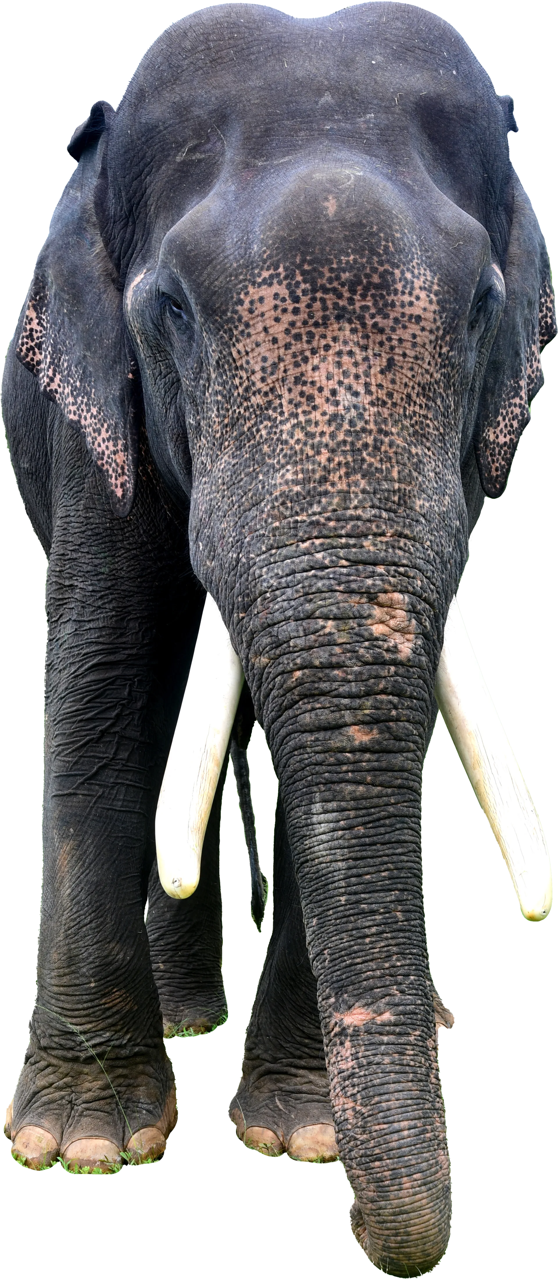 Asian Elephant