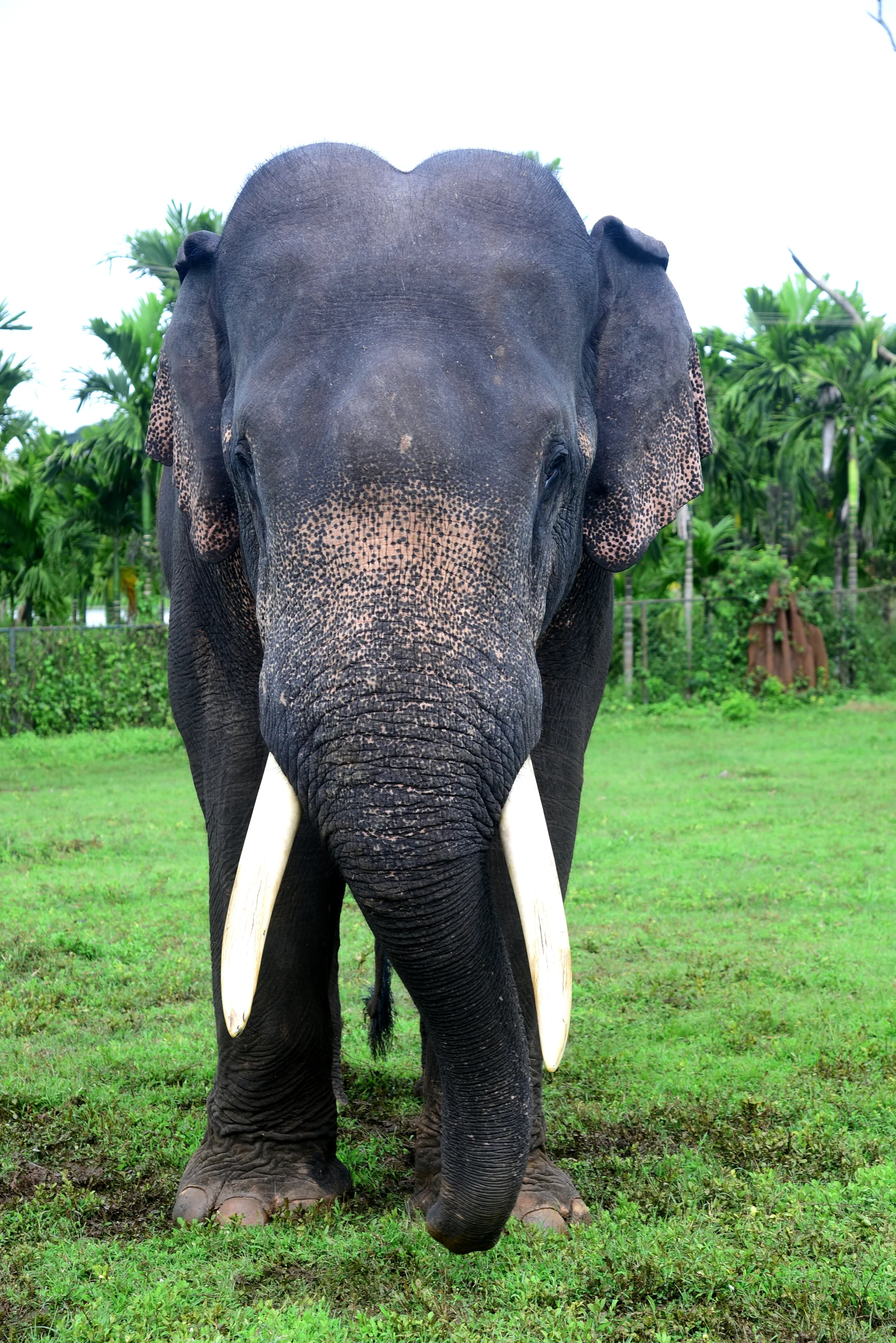 Keshava — senior temple-handed tusker