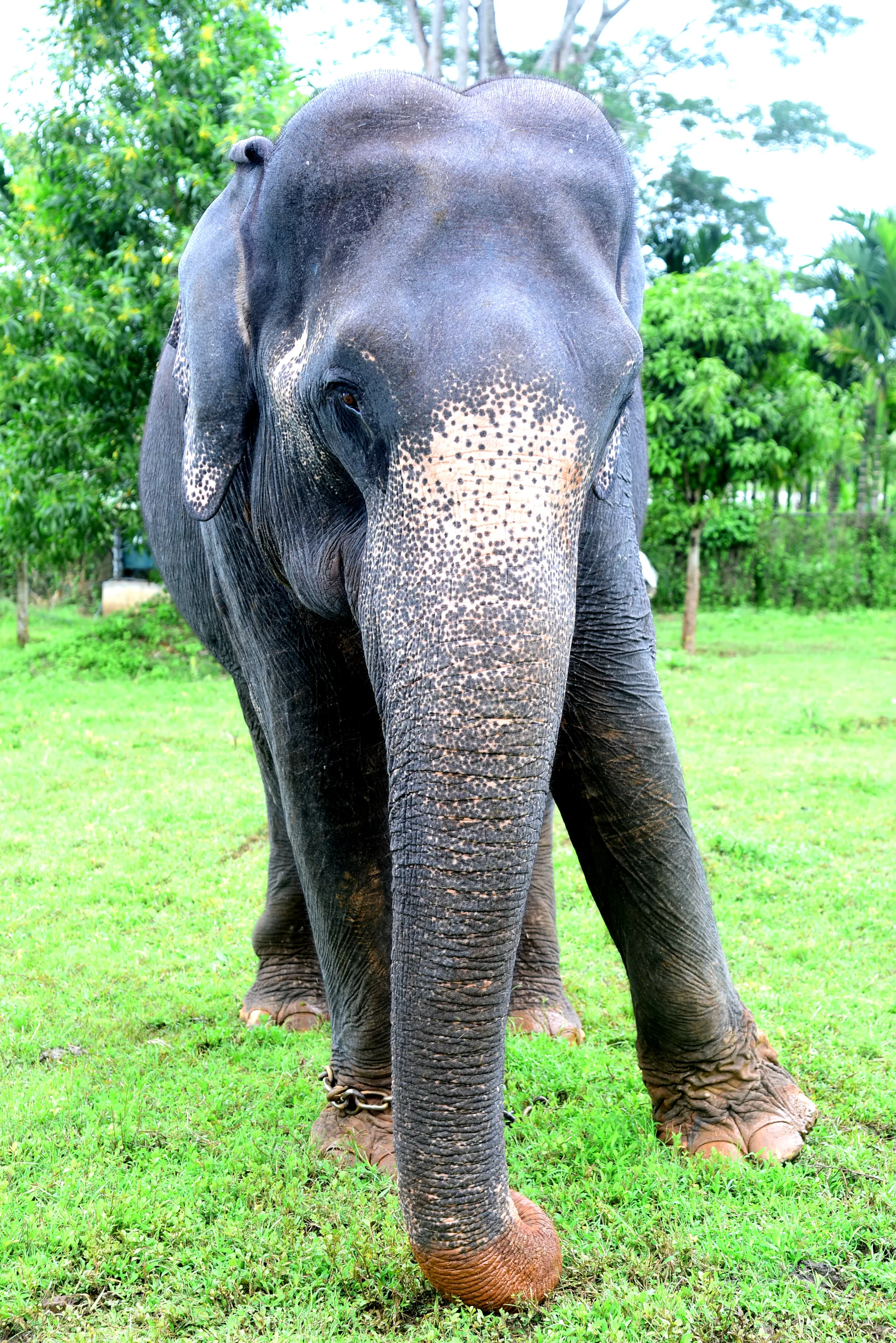 Kunthi