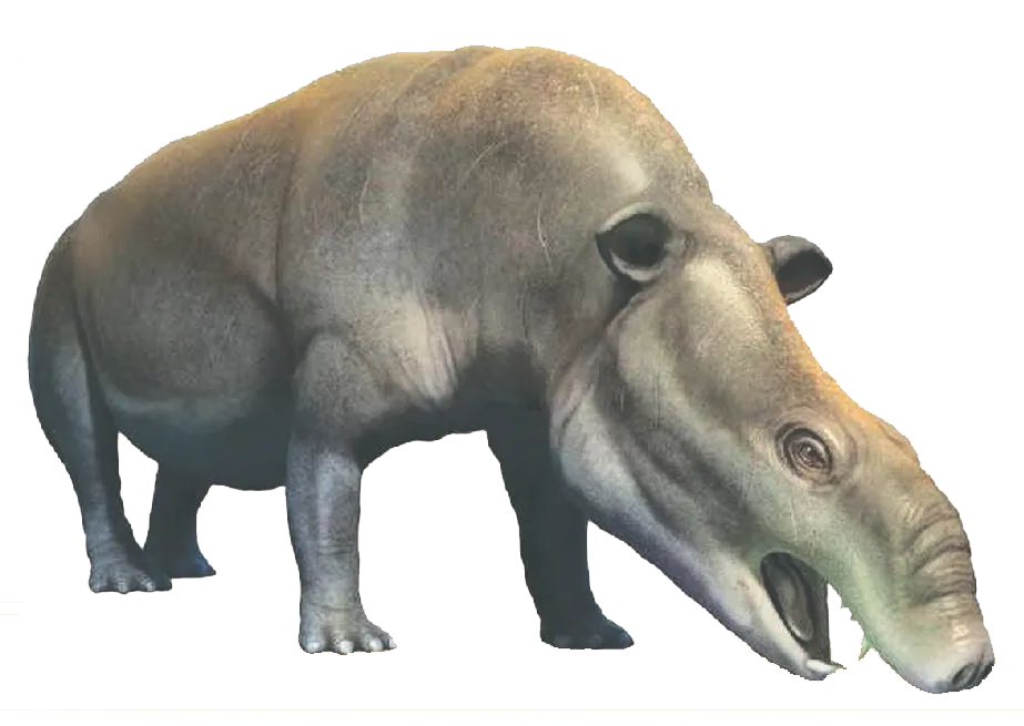 55 MYA