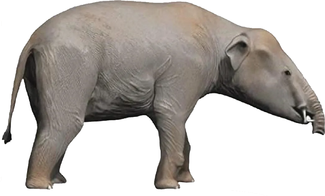 37 MYA
