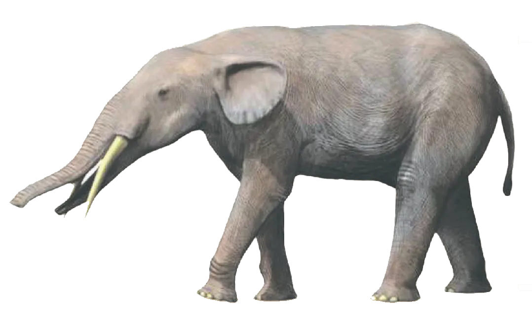 15 MYA