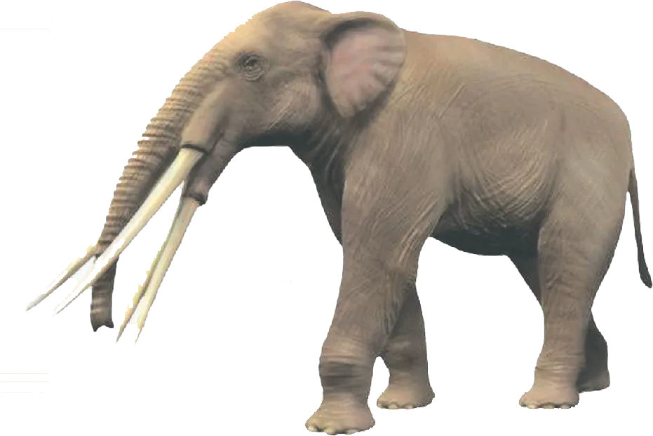 10 MYA