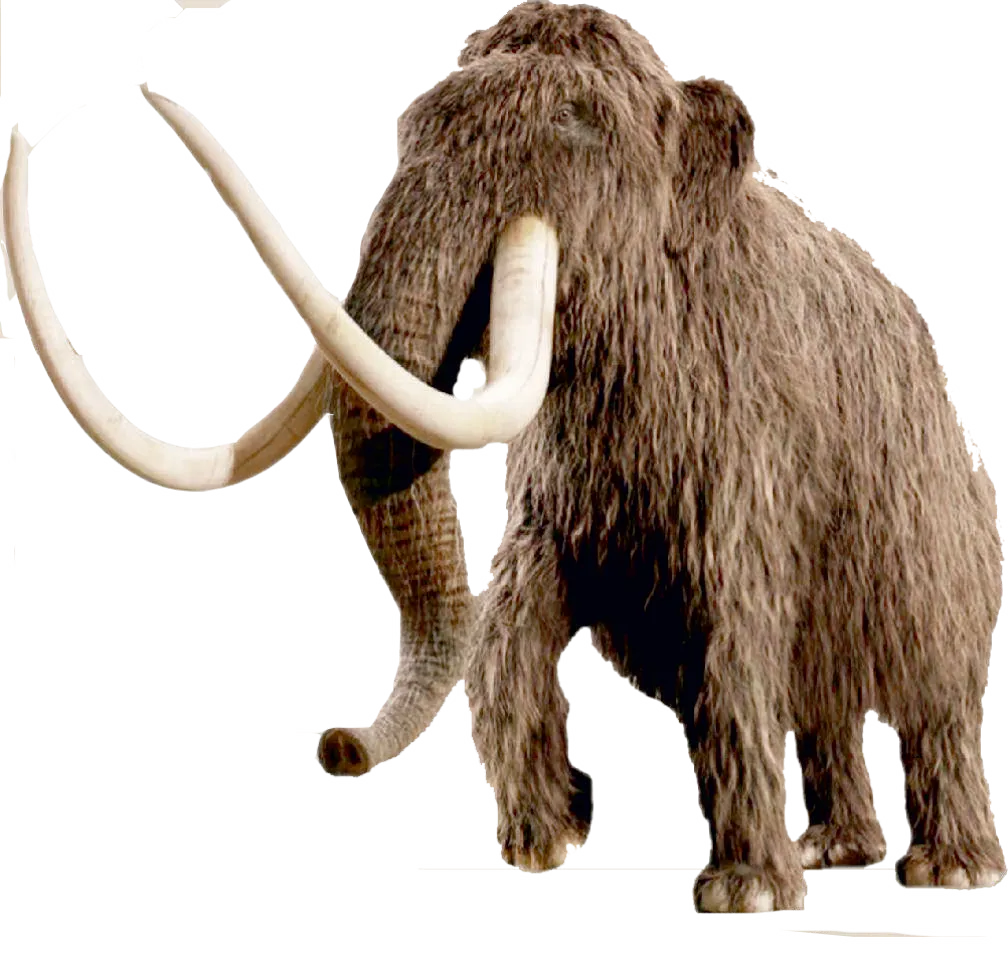 5 MYA