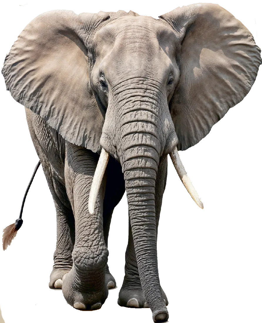 African Elephant