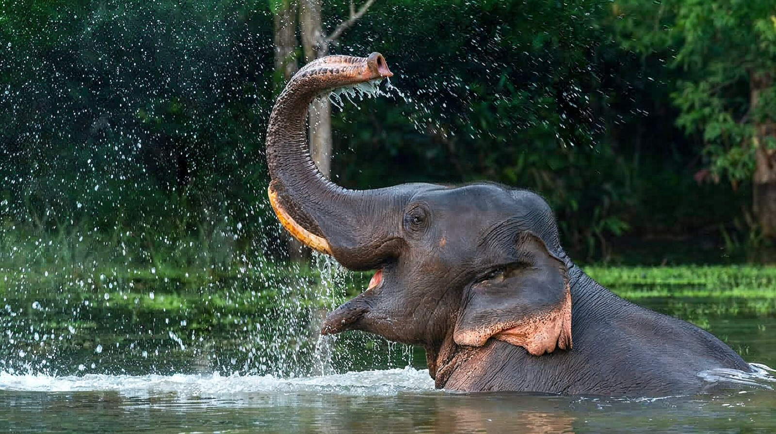 Indian elephant splashing water with trunk raised