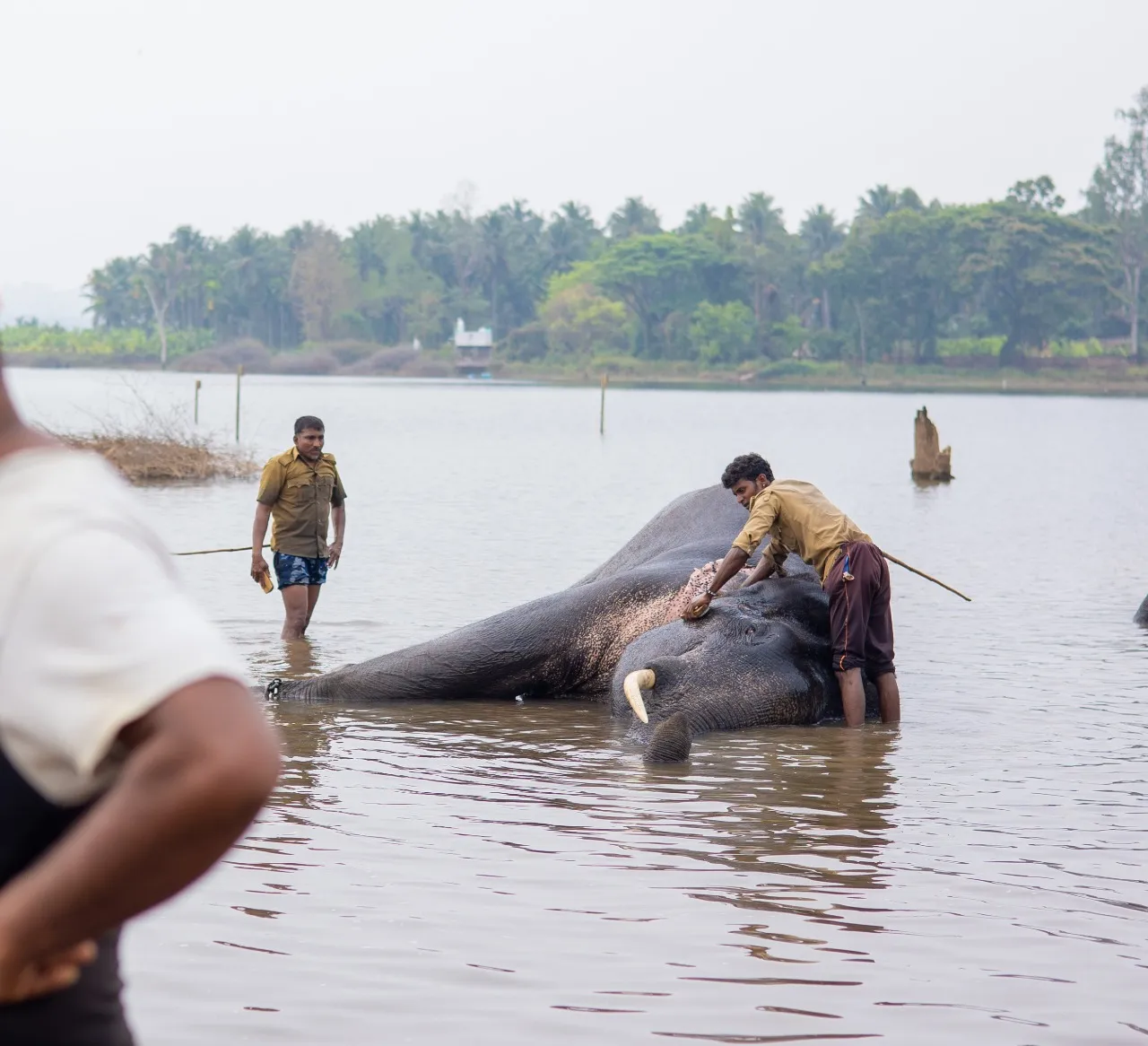Morning bath at Sakrebailu — mahouts scrubbing a tusker in the Tunga