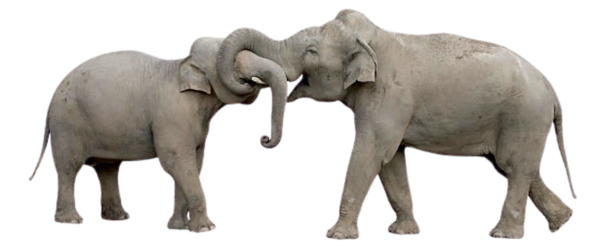 How elephants communicate
