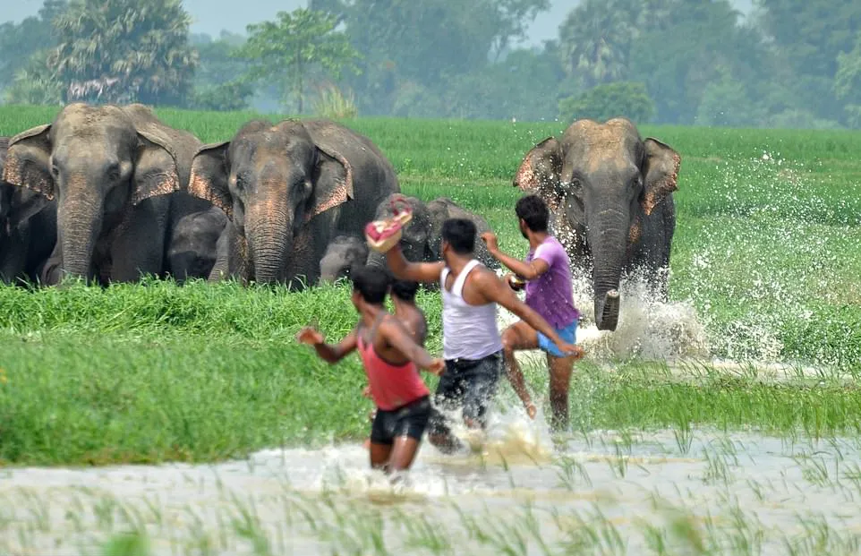 Elephant corridors and migration