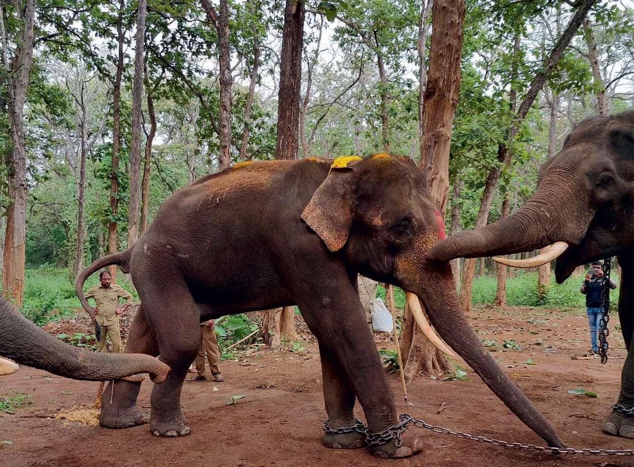 All about the elephants of Sakrebailu