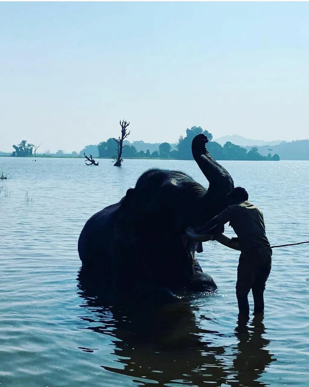 Mahouts caring for elephants at Sakrebailu