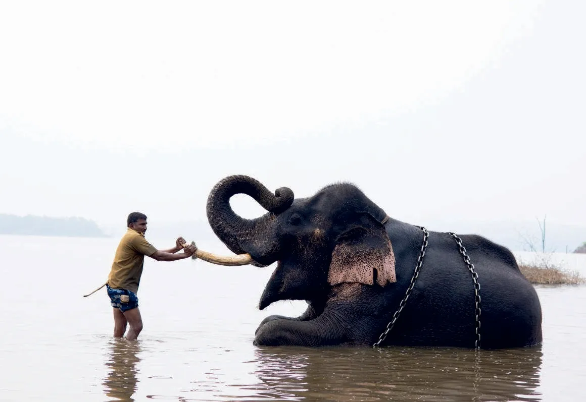 Caring for the elephants of Sakrebailu