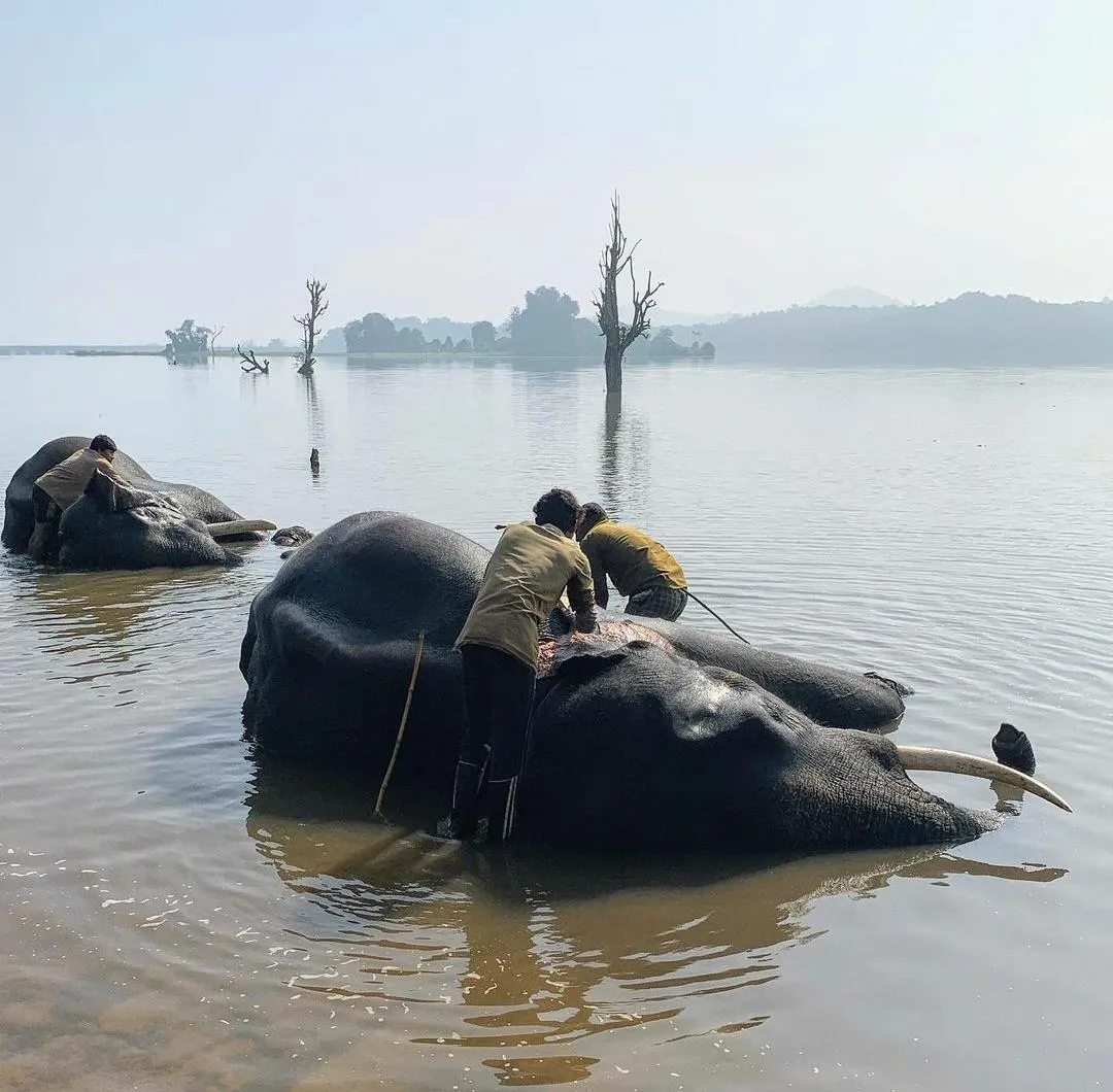 Morning bath in the Tunga